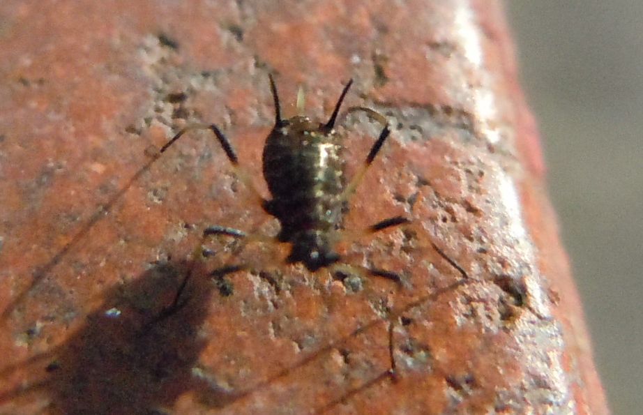 Grosso afide: Uroleucon sp.